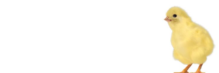 Мяса и продуктов из птицы